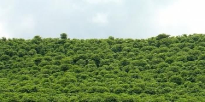 Grandoro Gourmetkaffee Brasilien Bella Giana