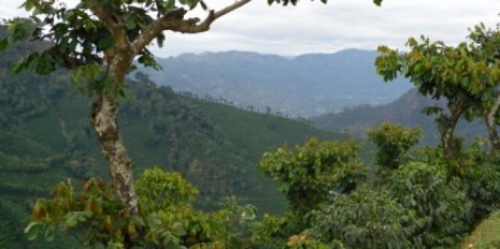 Grandoro Gourmetkaffee Honduras Genuine Marcala