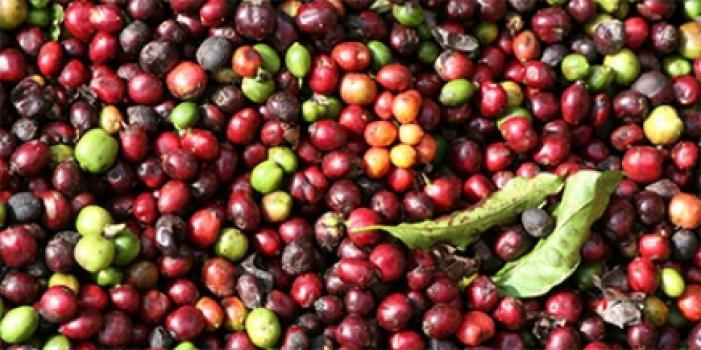 Grandoro Gourmetkaffee Indien Monsooned Malabar AA