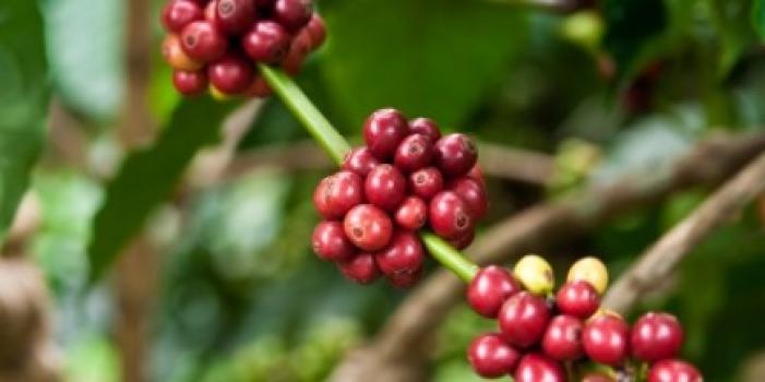 Grandoro Gourmetkaffee Kolumbien Supremo