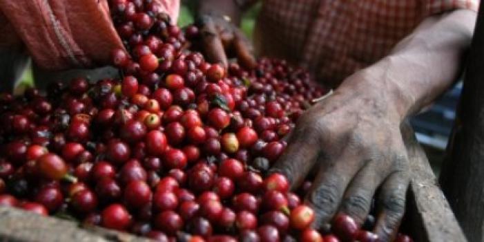 Grandoro Gourmetkaffee Tansania Ngila Estate